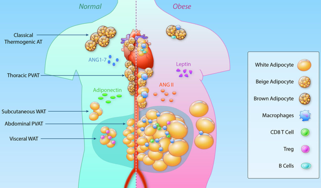 Desorb Tablets - Ayurvedic Cholesterol Control
